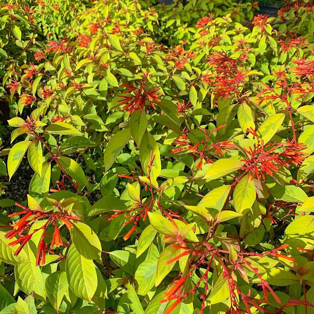 Lime Sizzler Firebush foliage and flowers