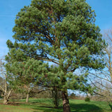 loblolly pine tree landscape