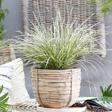 lomandra grass for sale online drought tolerant perennial