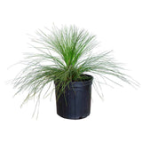 Longleaf Pine Tree Pine (Grass Stage)