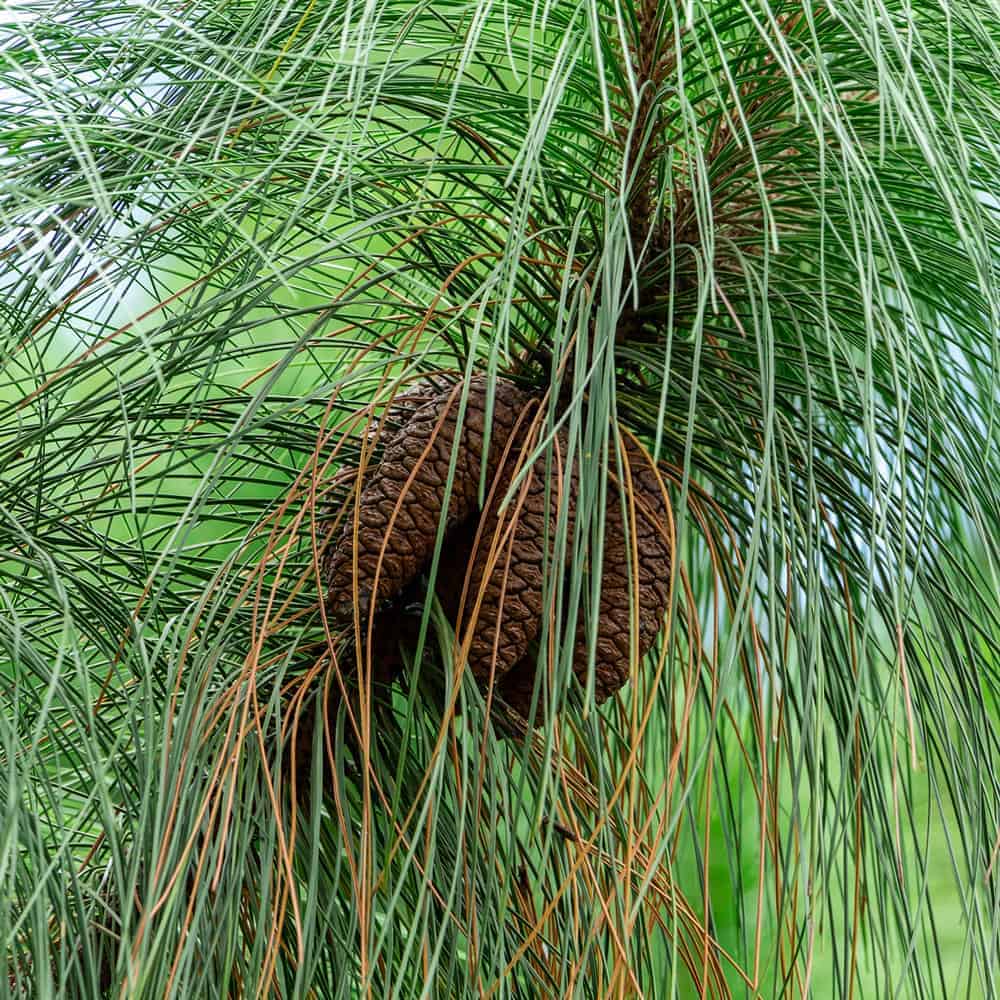 Longleaf pine tree pine cone