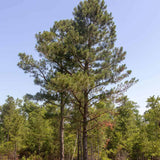 Mature Longleaf Pine Tree