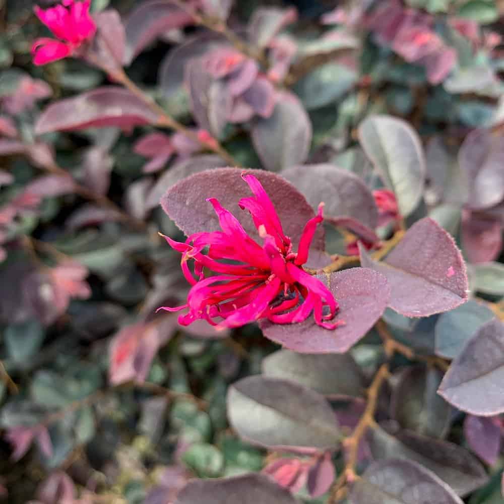 Carolina Midnight Loropetalum pink foliage