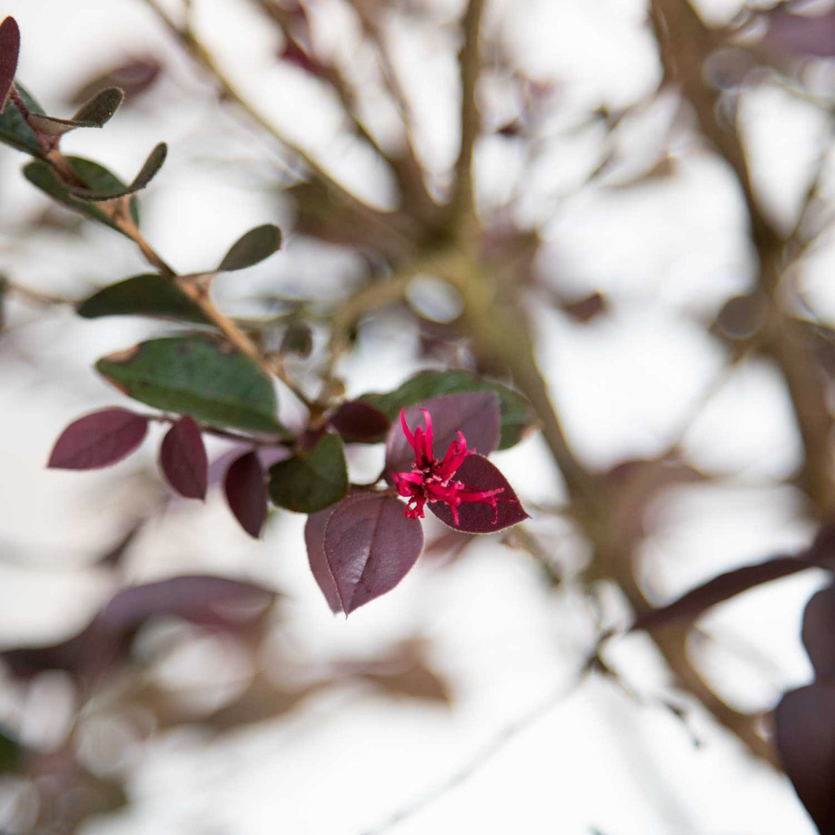 Small pink ribbon flowers in front of purple and green foliage on the carolina midnight loropetalum