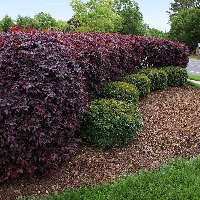 loropetalum purple chinese fringe flower plant for sale online 