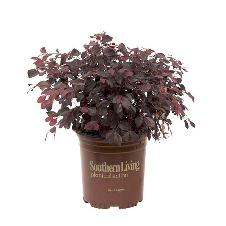 loropetalum chinense fringe plant southern living plant collection low maintenance easy to care for