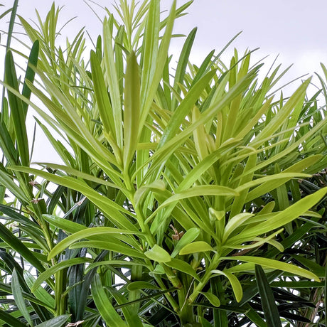 Closeup of Maki Podocarpus leaves. Long light green leaves and darker green feathery leaves