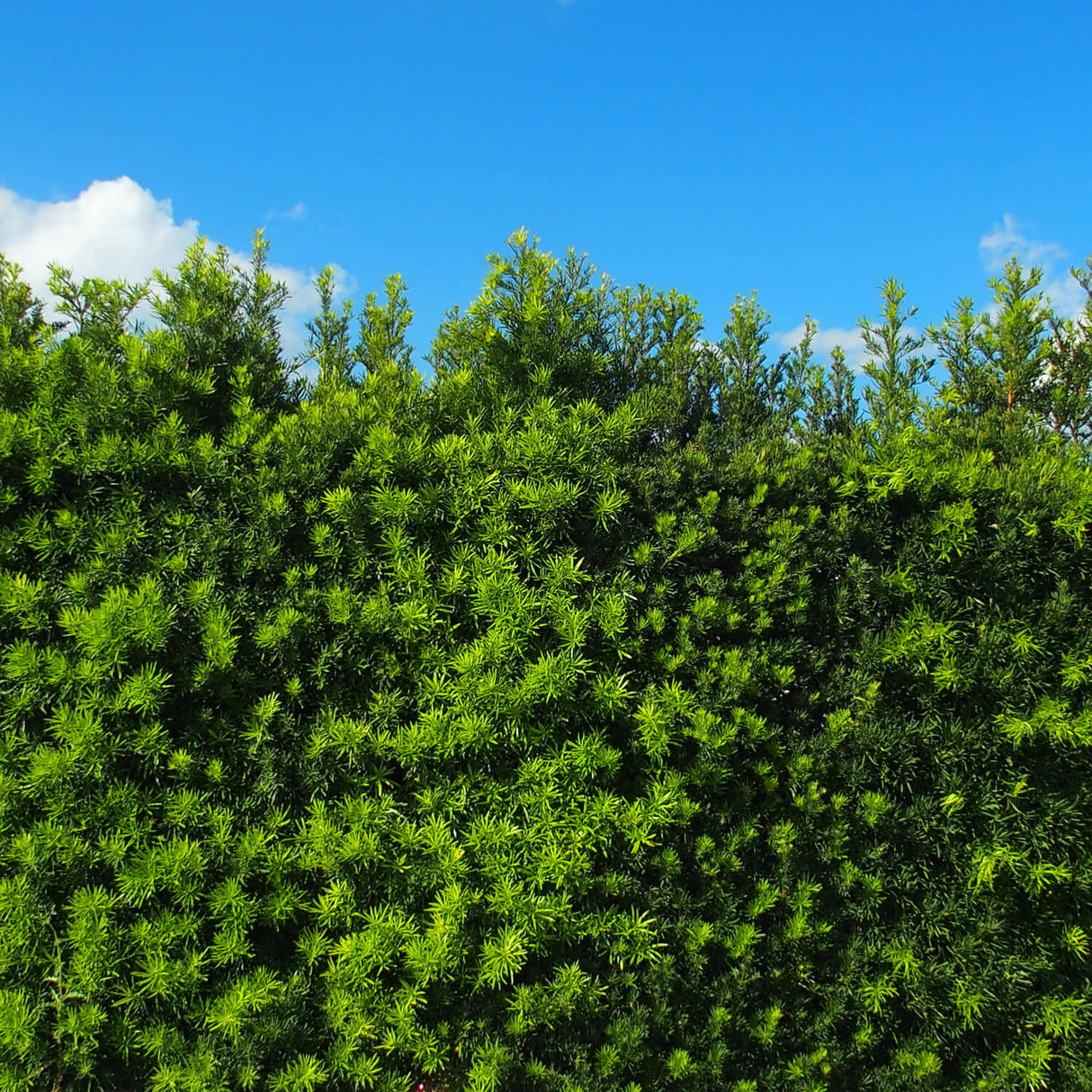 Maki Podocarpus