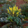 marvel mahonia landscape