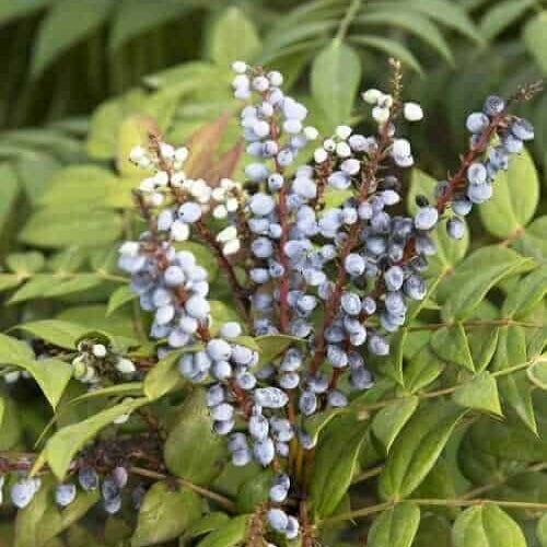 marvel mahonia berries on green foliage
