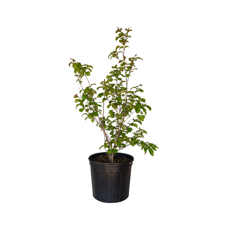 2.5 Gallon Miami Crape Myrtle Tree for sale with green leaves in a black nursery pot on a white background