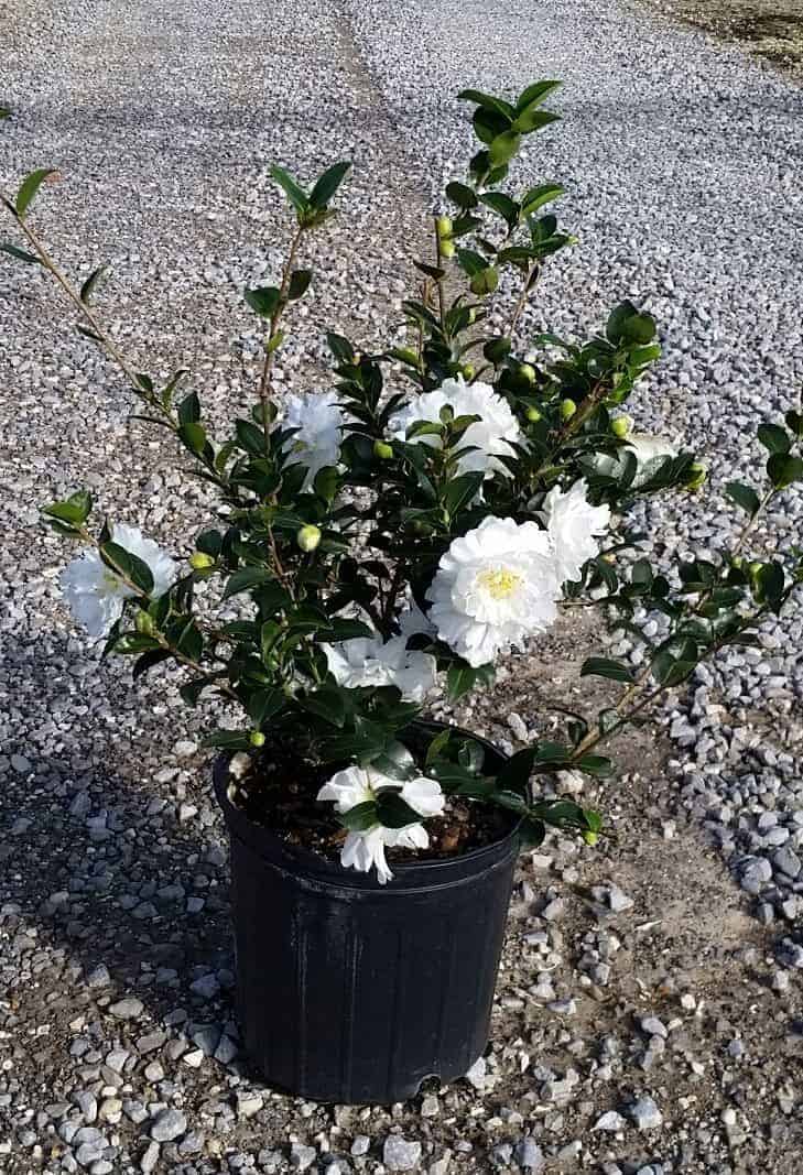 mine no yuki camellia white blooms in pot