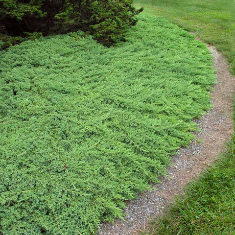 procumbens nana juniper bushes for groundcover landscaping