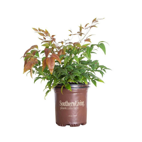 nandina plants for sale online green and orange pink foliage