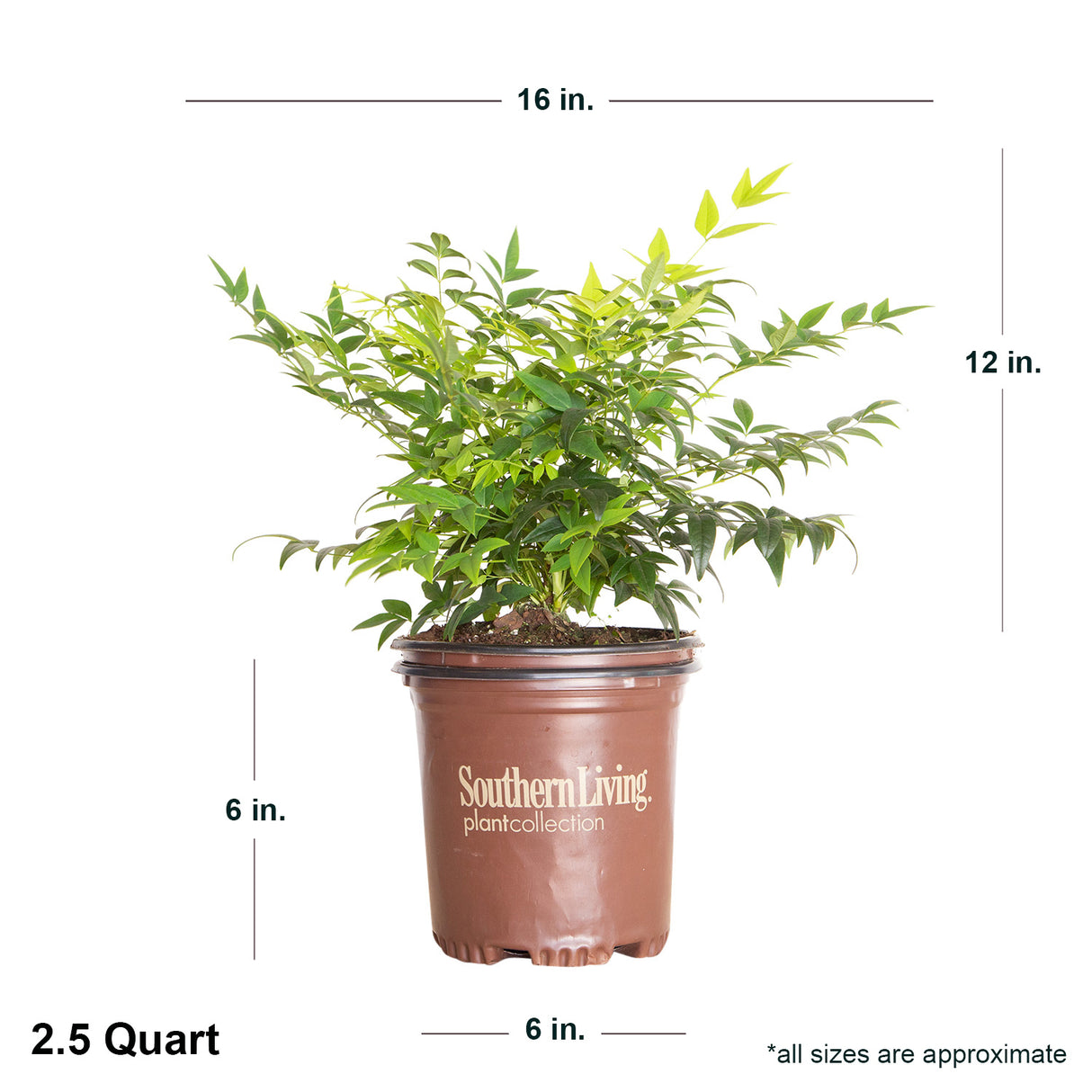 2.5 Quart Lemon Lime Nandina in southern living container showing dimensions.