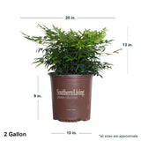 2 Gallon Lemon lime Nandina in southern living container showing dimensions.