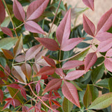 obsession nandina for sale online