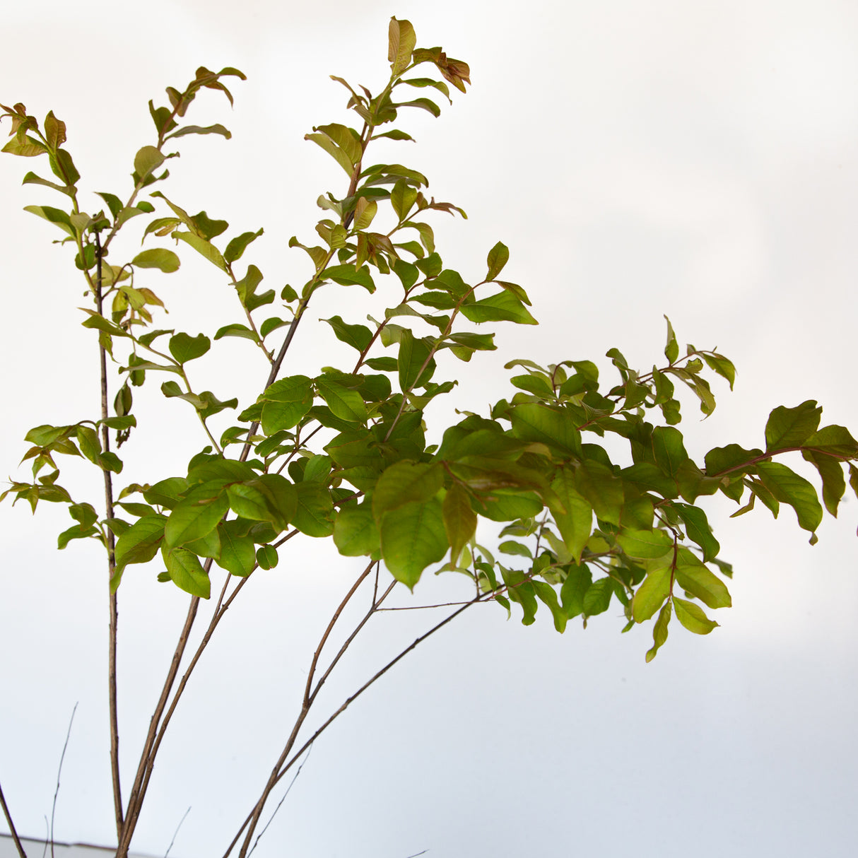 Closeup of Natchze Crape Myrtle Foliage