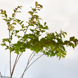 Closeup of Natchze Crape Myrtle Foliage