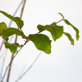 Natchez Crape Myrtle Leaves closeup