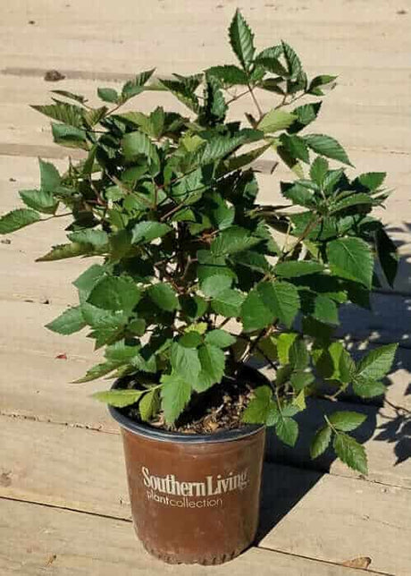 2 gallon Navaho Thornless Blackberry for sale in southern living plant collection pot on a wooden deck