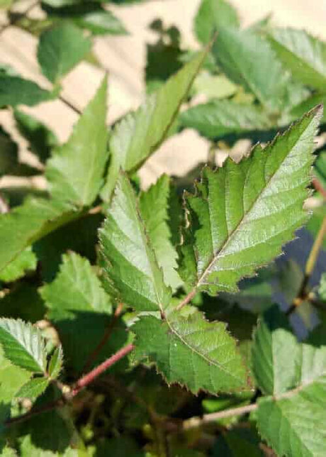 Navaho Thornless Blackberry leaf up close