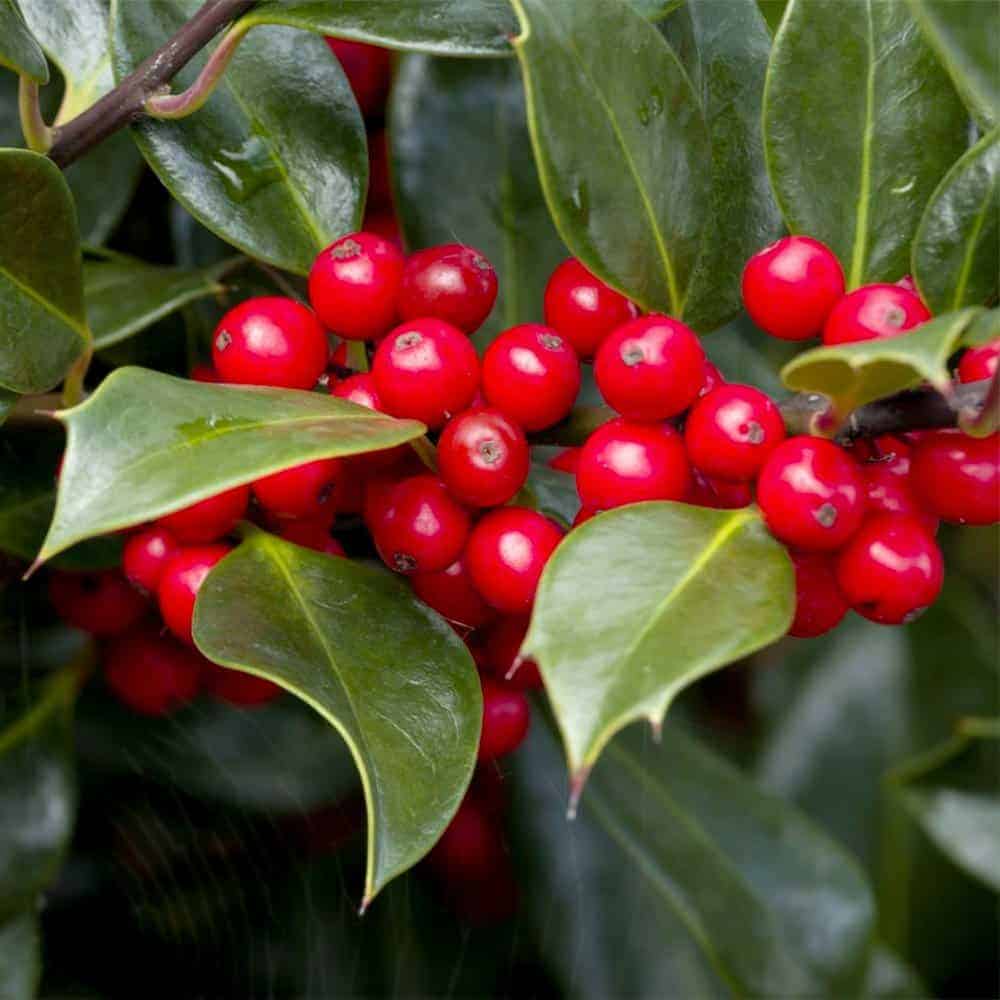Red berry cluster on 3 glossy, evergreen leaves