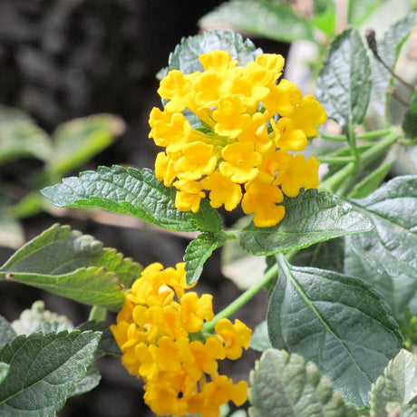 yellow flower on new gold lantana plant
