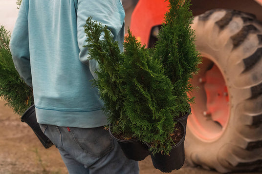 Nursery Employee in blue shirt and jeans holding Emerald Green Arborvitae in a black nursery pots next to an orange tractor wheel