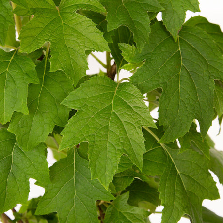 oakleaf hydrangea foliage part sun to shade no pruning