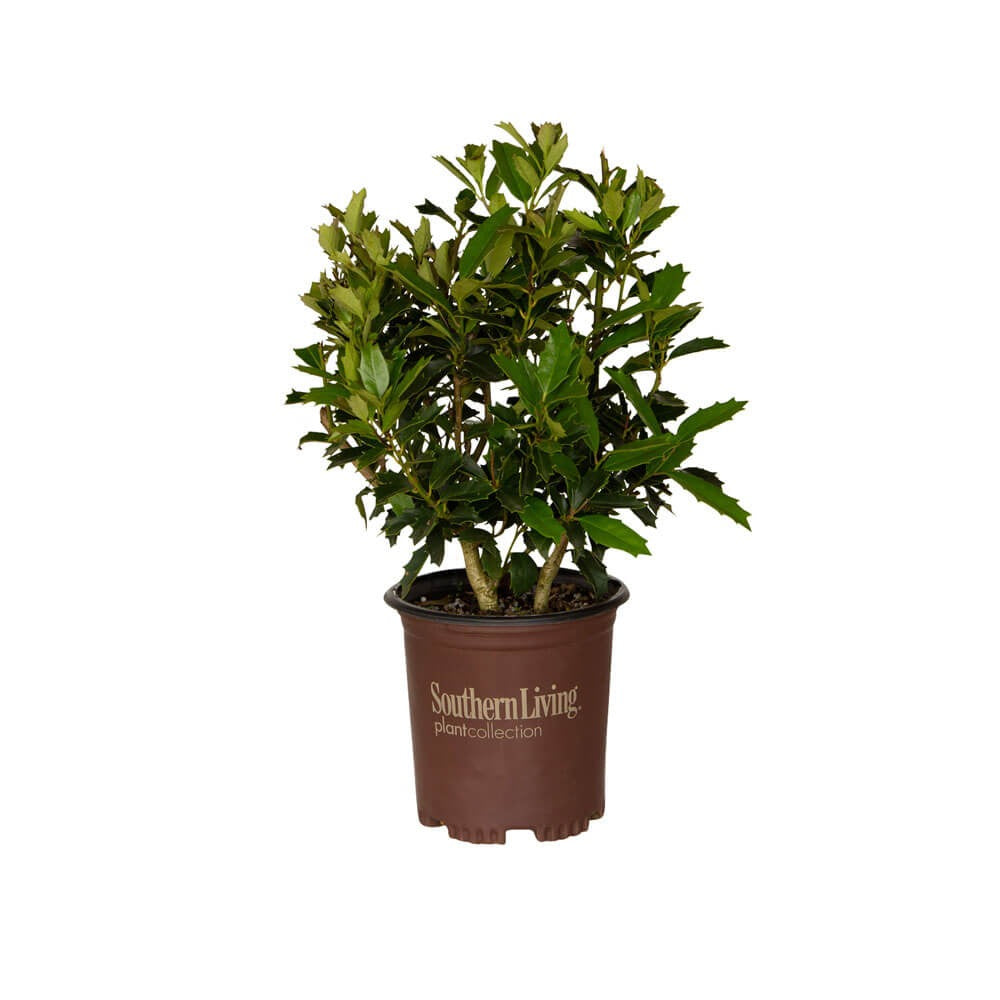 fast growing oakland holly tree for sale online easy to grow