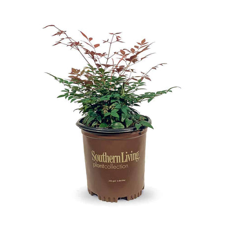2.5 Quart Obsession Nandina for sale in a brown Southern Living Plants container on a white background
