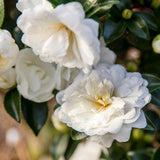 White camellia bloom with yellow center