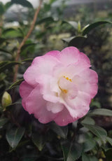 October Magic Dawn Camellia Bloom