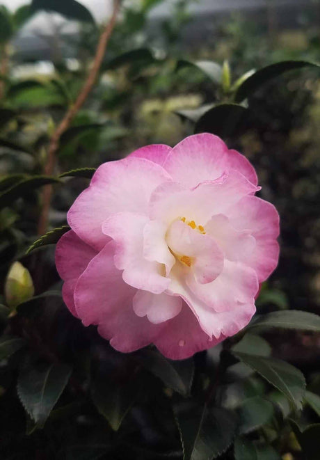 october magic dawn camellia pink and white bloom
