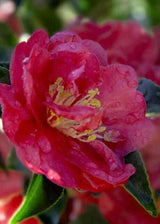 October Magic Rose Camellia