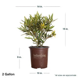 variegated foliage twisted pink oleander southern living brown pot