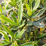 evergreen variegated lance shaped foliage dark and lime green leathery