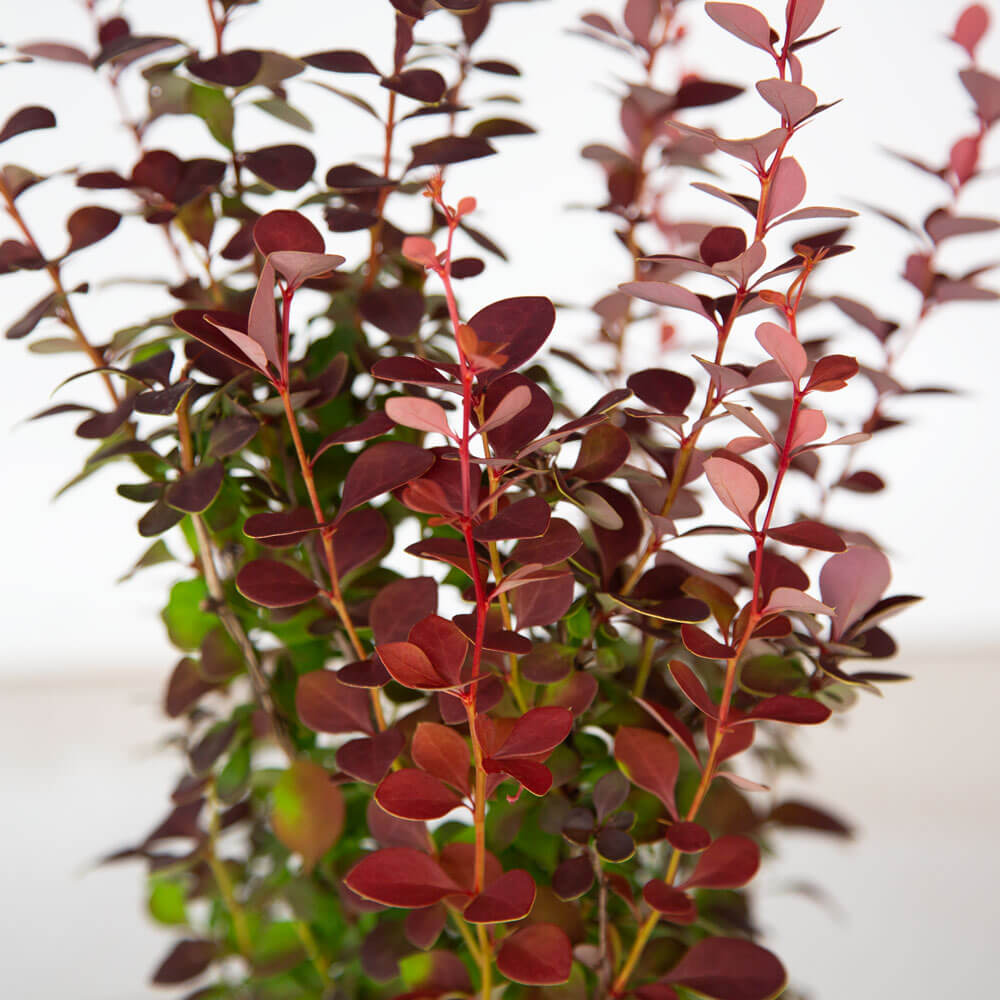 barberry orange rocket dwarf red green foliage