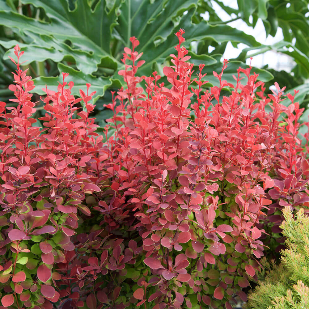 orange rocket barberry shrubs for sale with red orange pink foliage