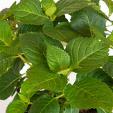 big leaf hydrangea foliage for sale online