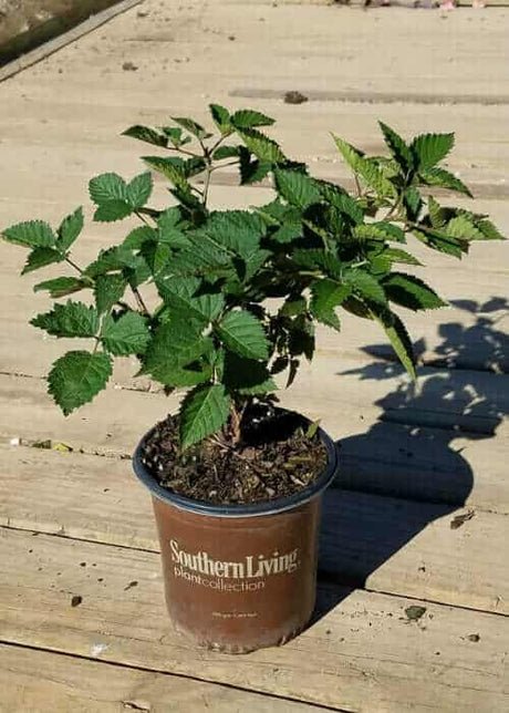 2.5 quart 'Osage' Blackberry for sale in a southern living plant collection pot on a wooden deck