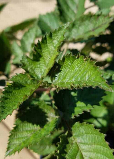 Osage Thornless Blackberry leaf up close