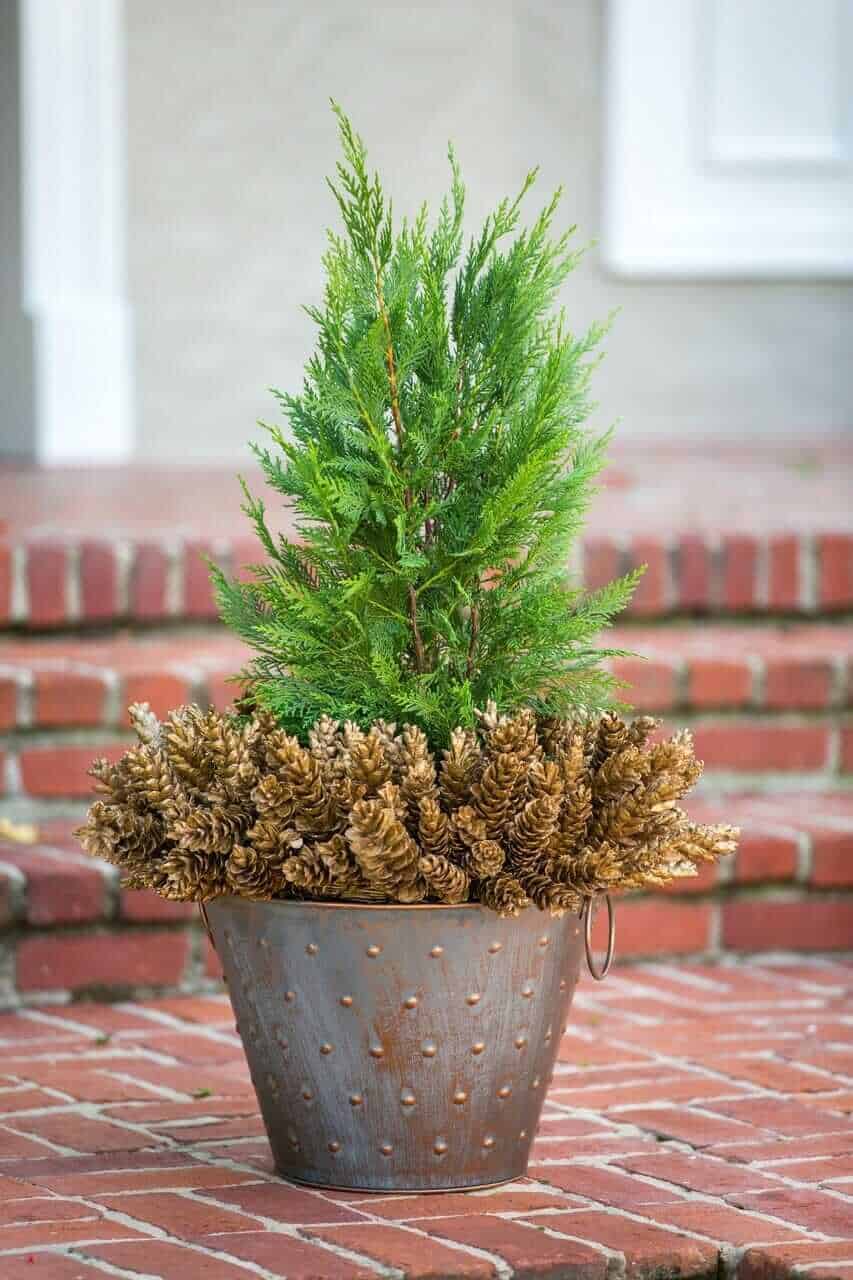 Leyland Cypress planted in a decorative metal container on brick patio