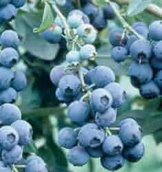 Becki Blue Blueberry