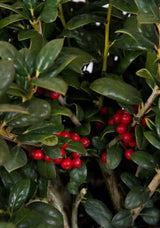 Dwarf Burford Holly red berries