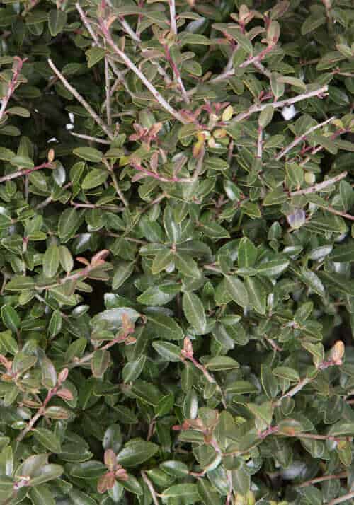 Dwarf Yaupon Holly foliage
