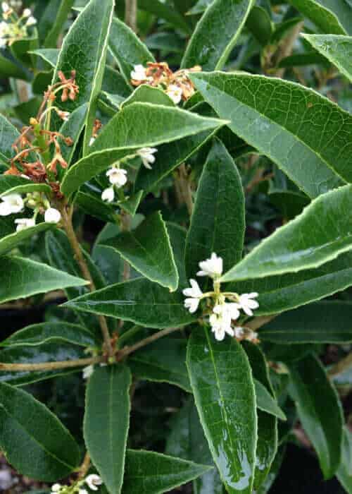 Sweet Fragrant Tea Olive Osmanthus small white blooms