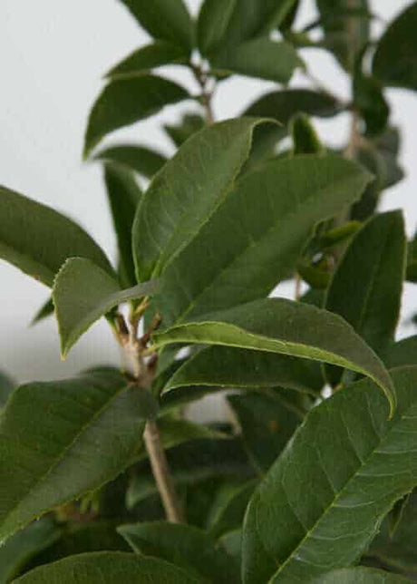Sweet Fragrant Tea Olive Osmanthus green foliage