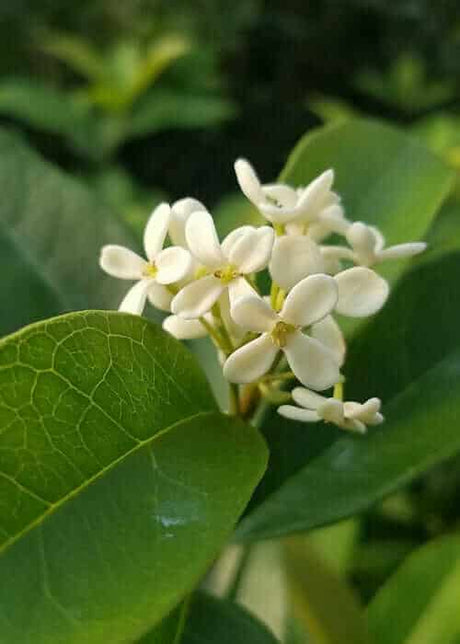 Sweet Olive Osmanthus small white fragrant blooms